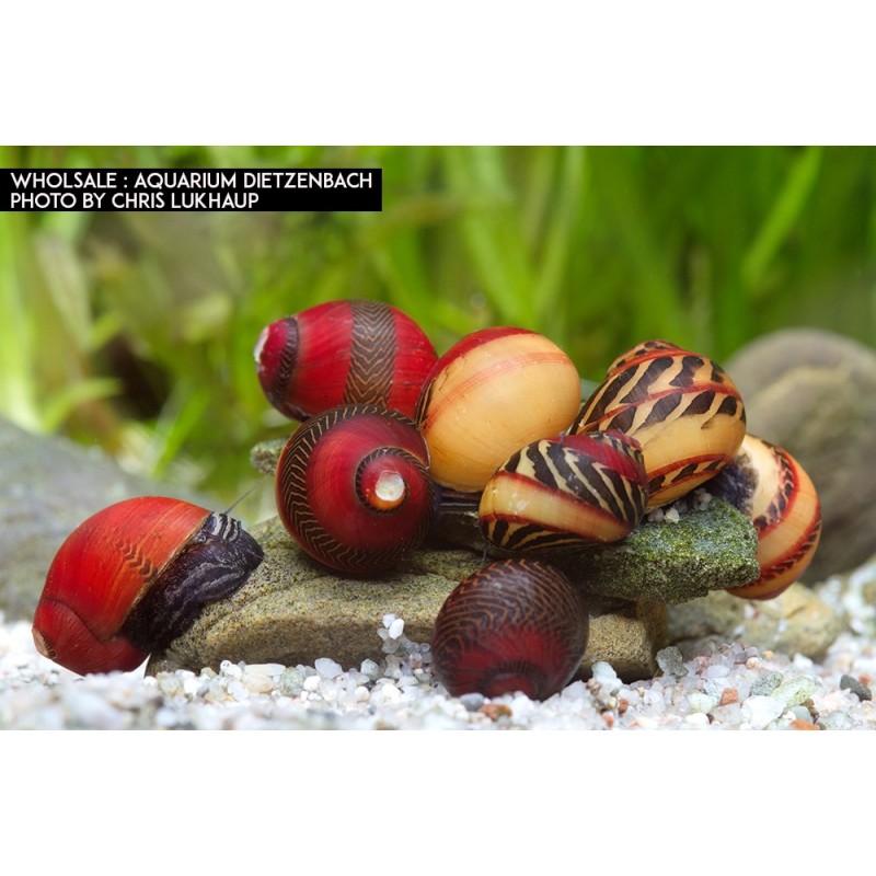 snail Vittina Waigiensis Manger des algues