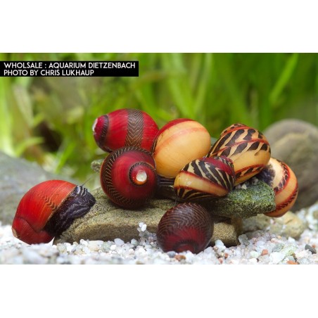 snail Vittina Waigiensis Manger des algues