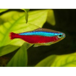 Cardinals TG L Parachedidon Axelrodi