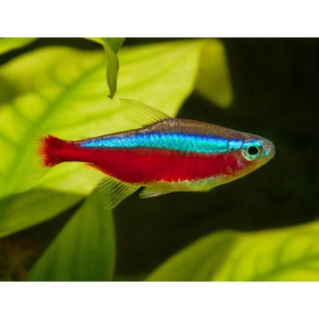 Cardinals tg L paracheirodon axelrodi