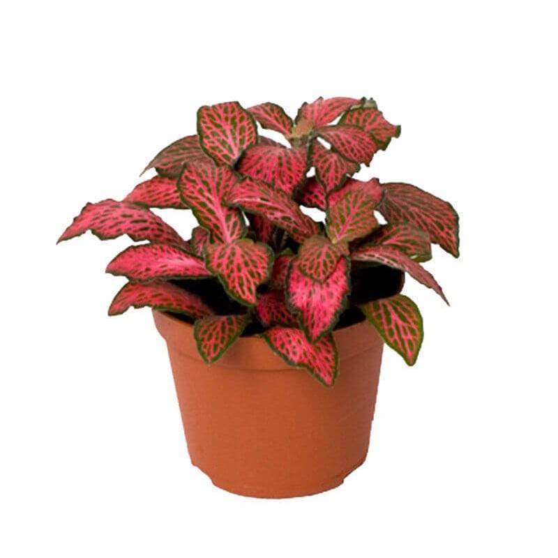 Red Fittonia in Vasetto - Aquaflora