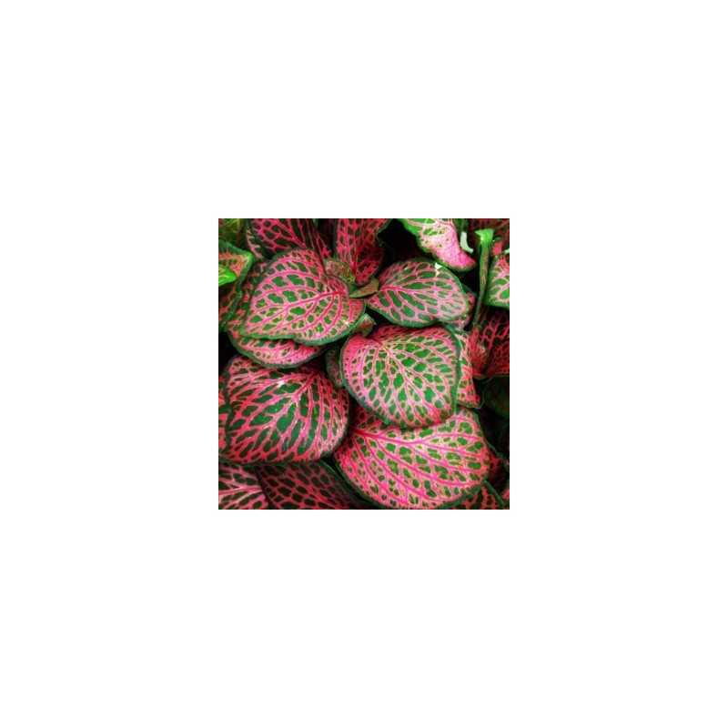Fittonia Red in Jar - Aquaflora