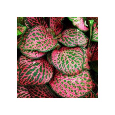 Red Fittonia in Vasetto - Aquaflora