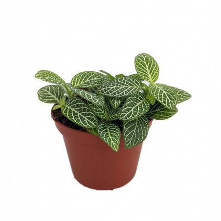 Fittonia mini white in jar - Aquaflora