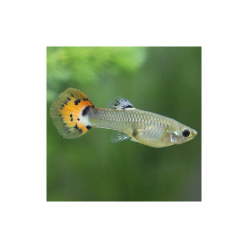 Poecilia reticulata Guppy female (mix)