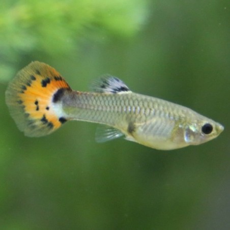 Poecilia reticulata Guppy femmina (mix)