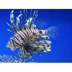 PTEROIS VOLITANS