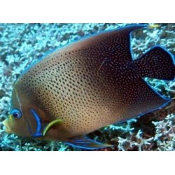 POMACANTHUS SEMICIRCIRCULATUS ADULTO