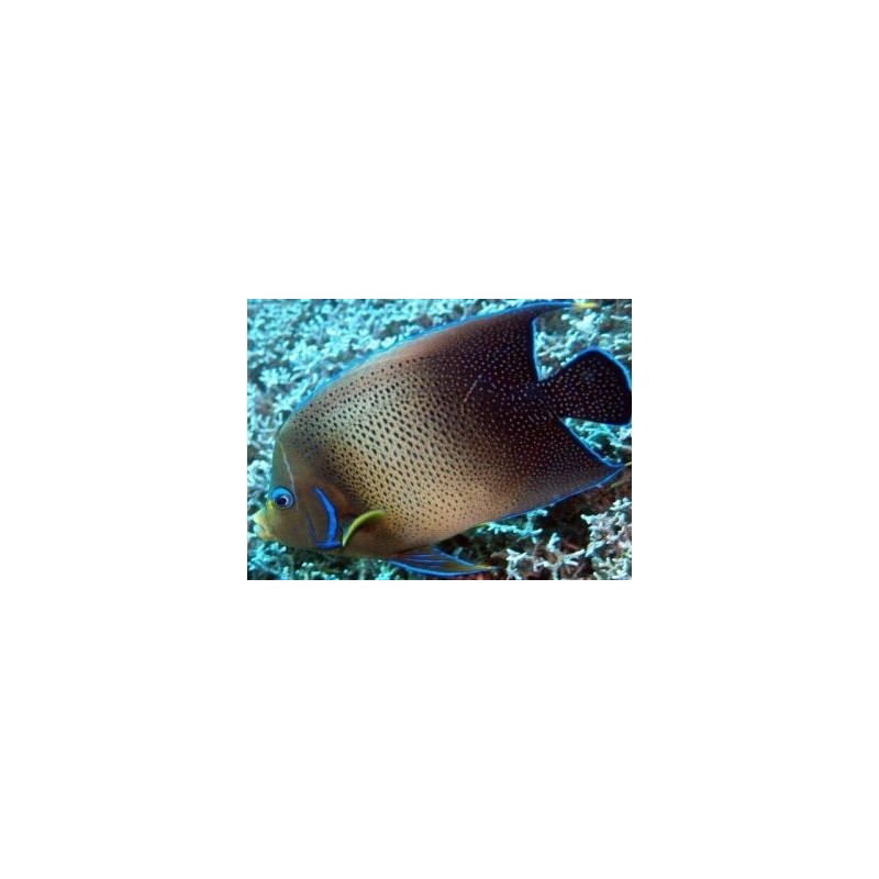 POMACANTHUS SEMICIRCIRCULATUS ADULTO