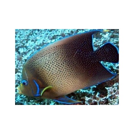 Pomacanthus SemiCirculatus Adult