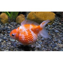 Rice Chicco Pearlscales