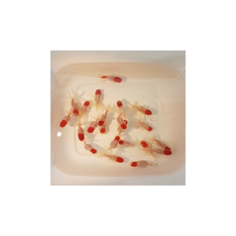 Red Cap Oranda 9/10 cm