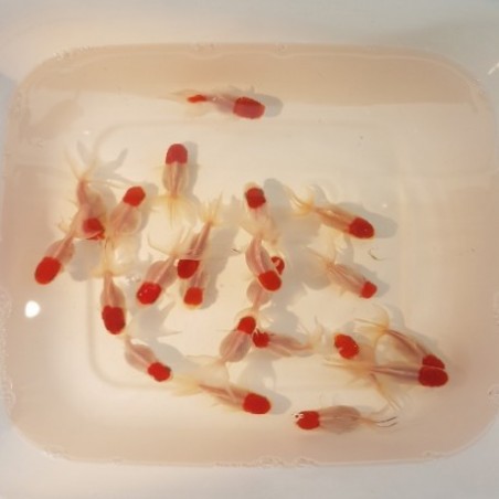 Red Cap Oranda 9/10 cm