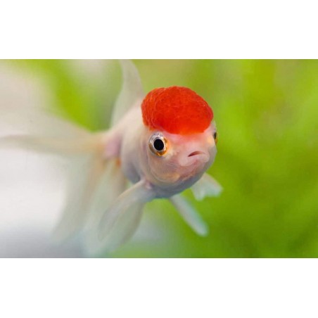 Red Cap Oranda 9/10 cm