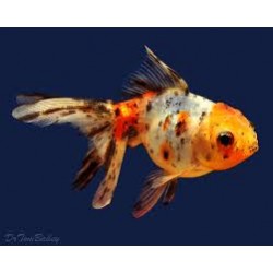 Calico Oranda