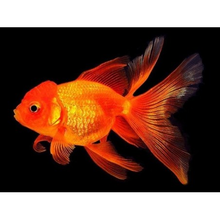 Red Oranda