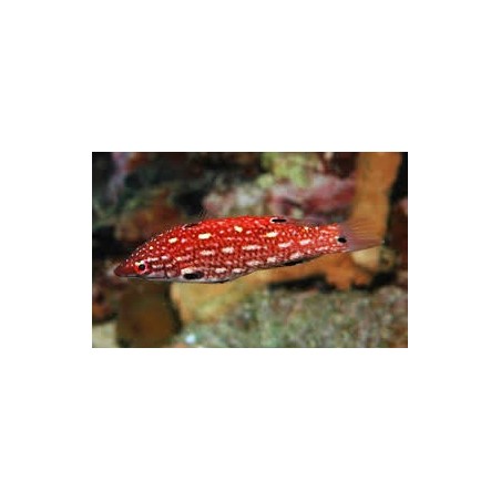 I 'M NOT GOING TO LIE