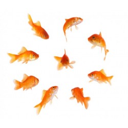 Poisson rouge classique (Carassius auratus)