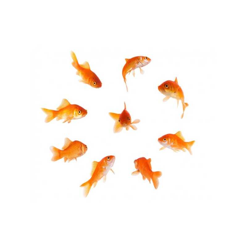Classic red fish (Carassius Auratus)