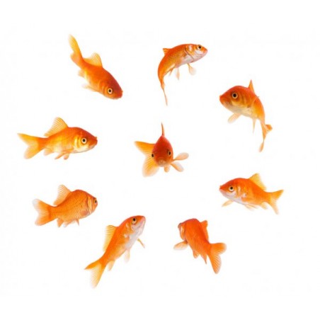 Classic red fish (Carassius Auratus)
