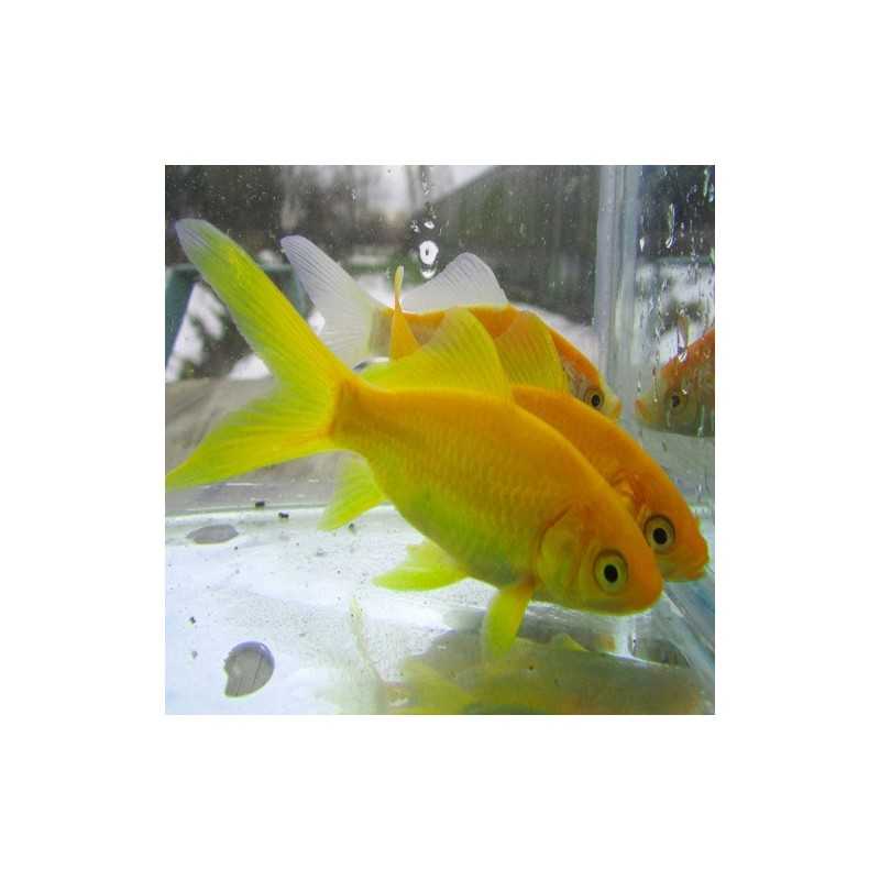Canary yellow fish (Carassius Auratus) - red fish