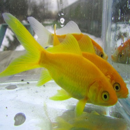 Canary yellow fish (Carassius Auratus) - red fish