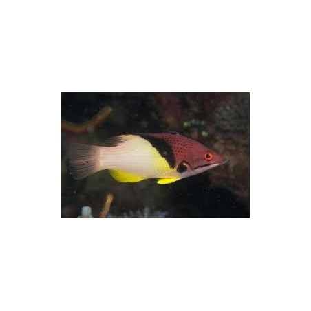 IT'S CALLED BODIANUS MESOTHORAX