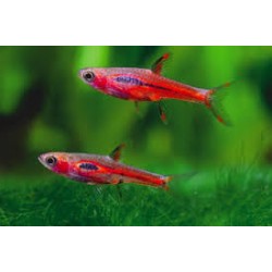 Rasbora Brigittae Boraras sm 2