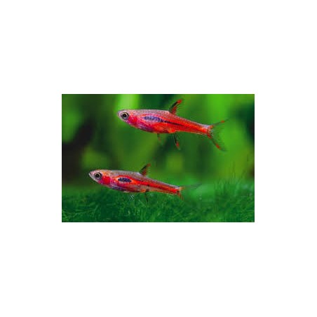 Rasbora Brigittate Boraras SM