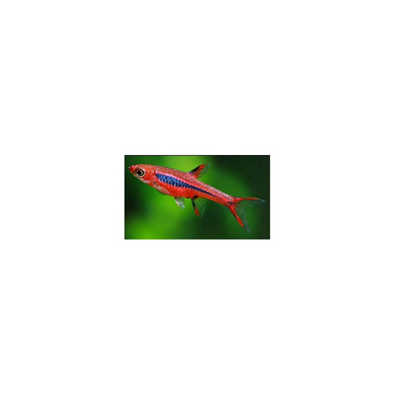 Rasbora Brigittate Boraras SM