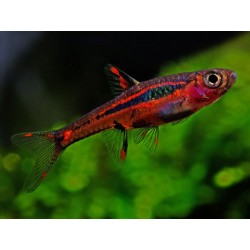 Rasbora Brigittate Boraras SM