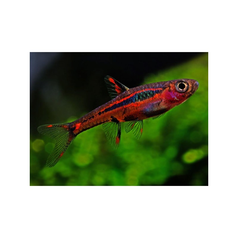 Rasbora Brigittate Boraras SM