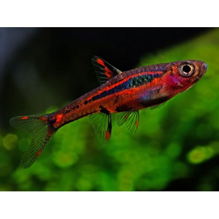 Rasbora Brigittate Boraras SM