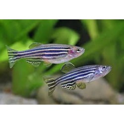 Danio Rerio Zebra - fish Juventino 2