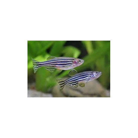 Danio Rerio Zebra - fish Juventino