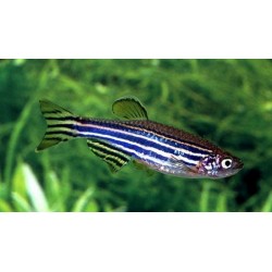 Danio Rerio Zebra - fish Juventino