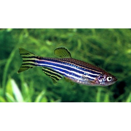 Danio Rerio Zebra - fish Juventino