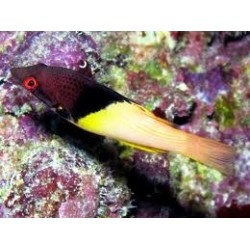 BODIANUS MESOTHORAX 2