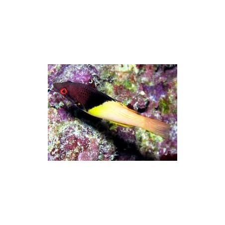 IT'S CALLED BODIANUS MESOTHORAX