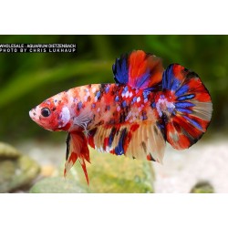 KOI Nemo Betta Splendens Halfmoon