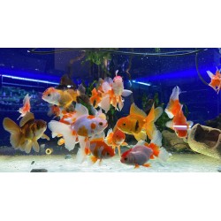 Oranda Jelly Head Mix Head of Leo 8-9 cm