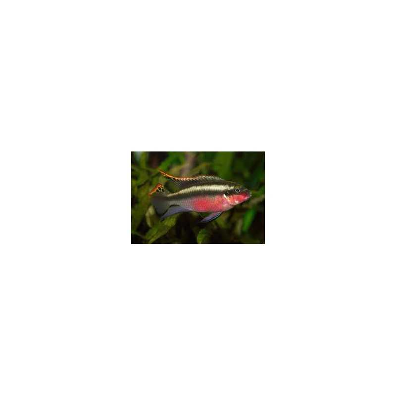 Pulcher Red Cichlide