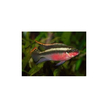 Cichlide rouge pulvère