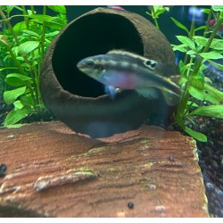 Cichlide rouge pulvère