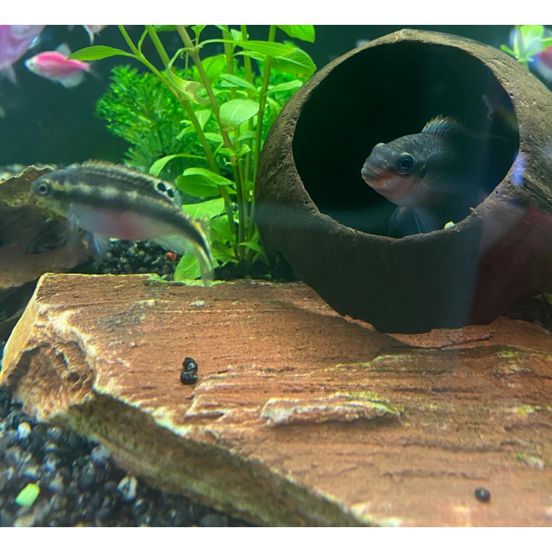 Cichlide rouge pulvère