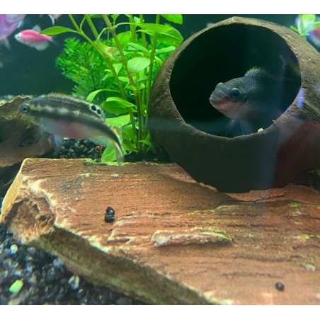 Pulcher Red Cichlide