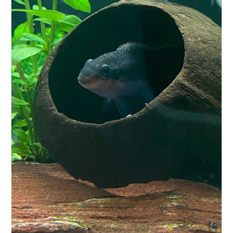 Pulcher Red Cichlide