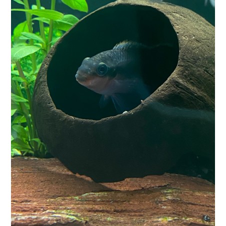 Cichlide rouge pulvère