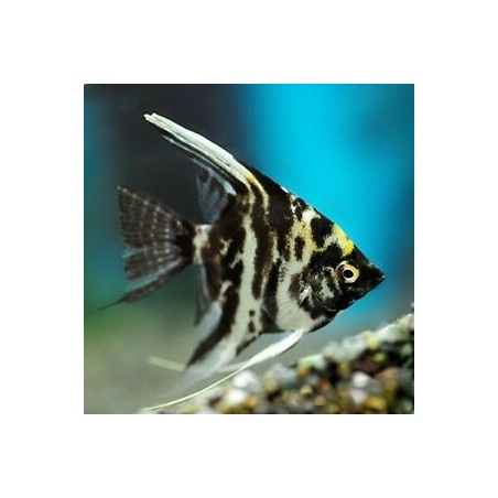 Scalar Murble Pterophillum