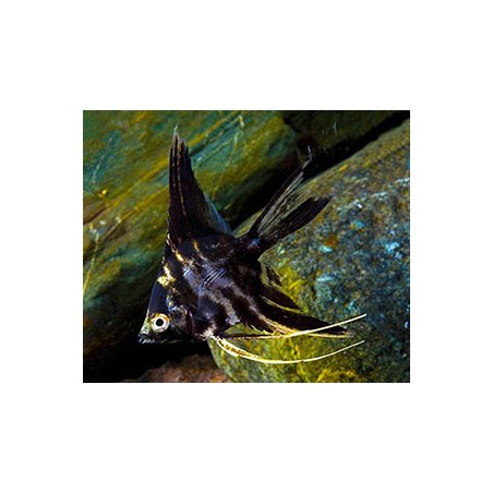 Scalar Murble Pterophillum